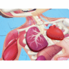 Puzzle Human body de madera - 61 piezas