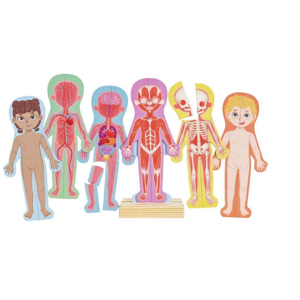 rompecabezas del cuerpo humano magnético Hape